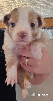 Les chiots de Berger Australien