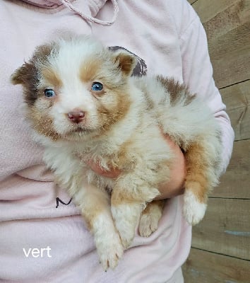 Les chiots de Berger Australien