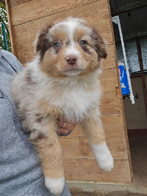 Les chiots de Berger Australien