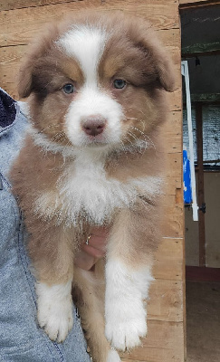 Les chiots de Berger Australien