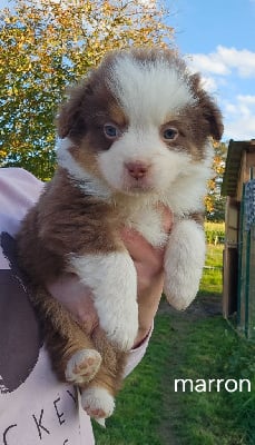 Les chiots de Berger Australien