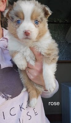 Les chiots de Berger Australien