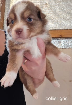 Les chiots de Berger Australien