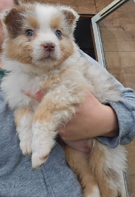 Les chiots de Berger Australien