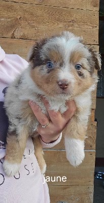 Les chiots de Berger Australien