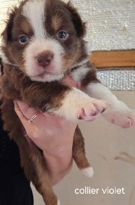 Les chiots de Berger Australien