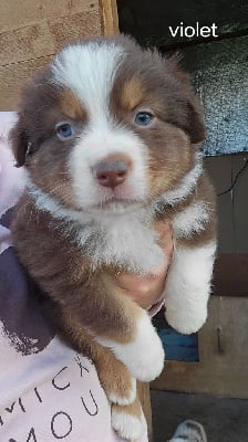 Les chiots de Berger Australien