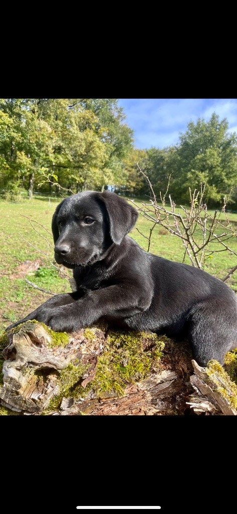 Vogue - Labrador Retriever