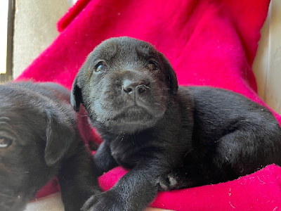 Les chiots de Labrador Retriever