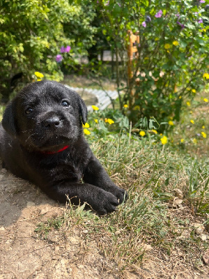 Les chiots de Labrador Retriever