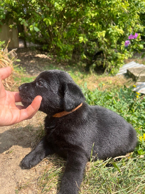 Les chiots de Labrador Retriever