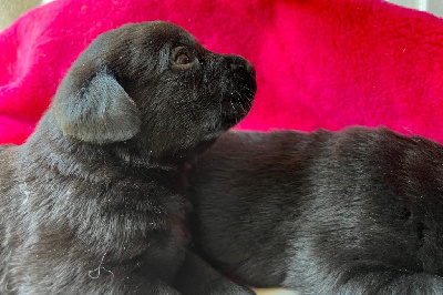 Les chiots de Labrador Retriever