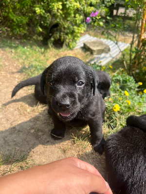 Les chiots de Labrador Retriever