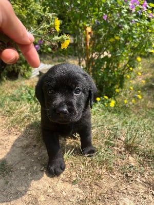 Les chiots de Labrador Retriever