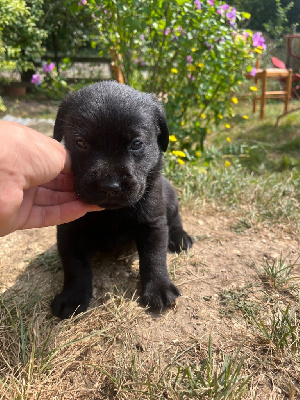 Les chiots de Labrador Retriever