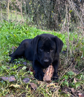 Victoria - Labrador Retriever