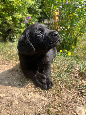 Les chiots de Labrador Retriever