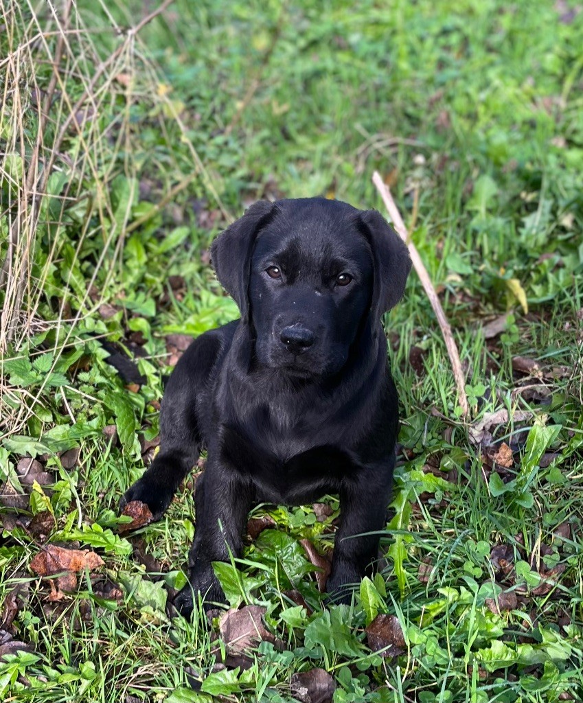 Voyelle - Labrador Retriever