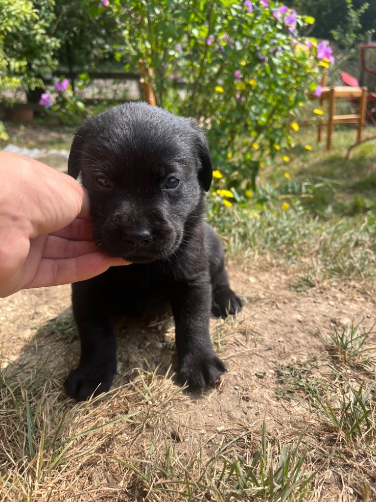 Vienna - Labrador Retriever