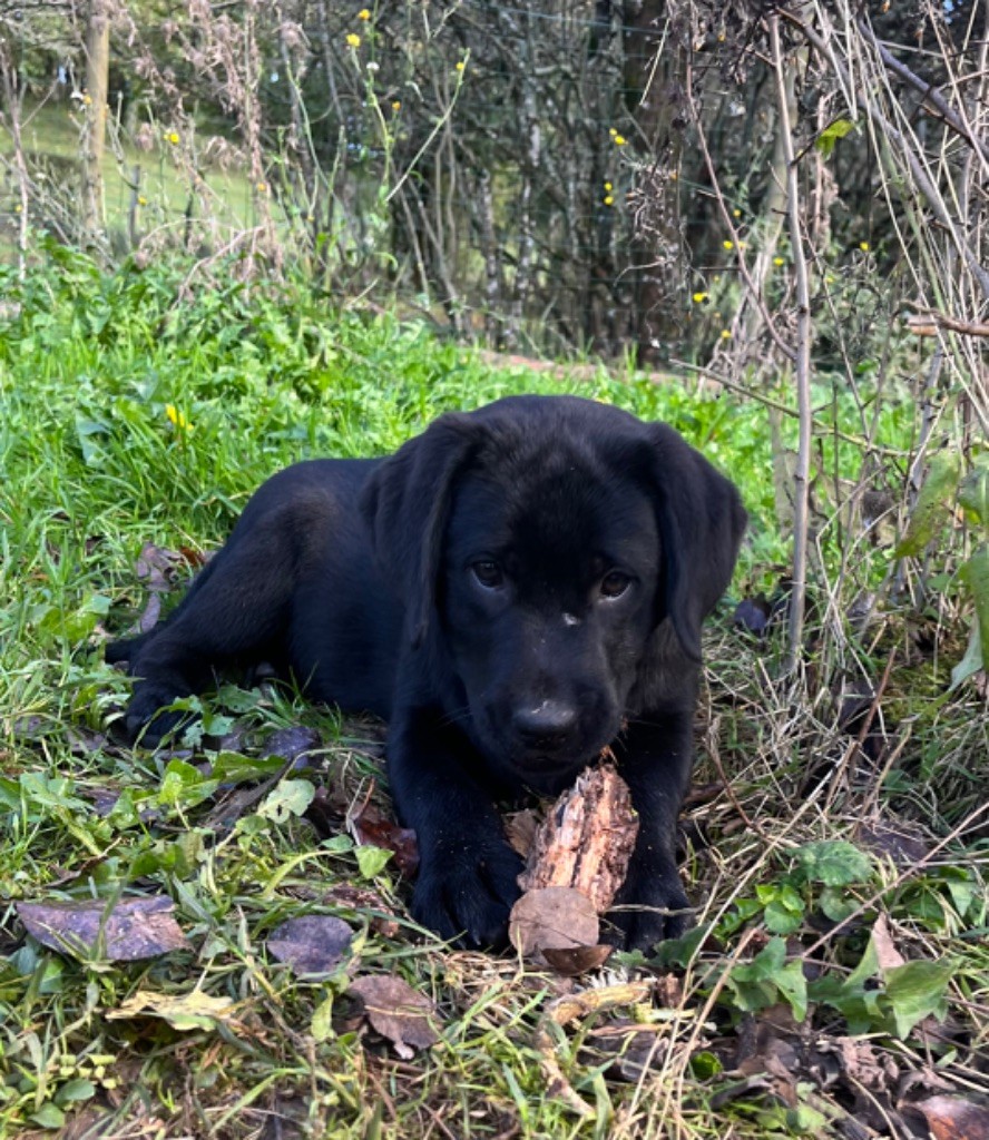 Victoria - Labrador Retriever