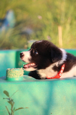 Les chiots de Border Collie