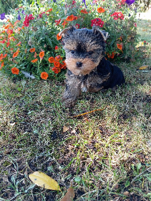 CHIOT 2 - Yorkshire Terrier