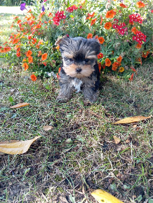 CHIOT 1 - Yorkshire Terrier