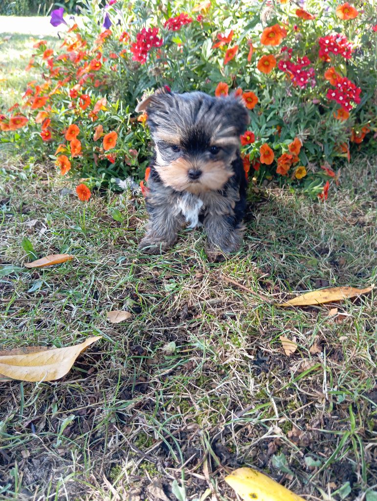 CHIOT 1 - Yorkshire Terrier