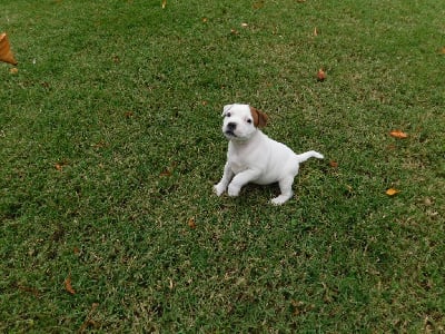 Les chiots de Staffordshire Bull Terrier