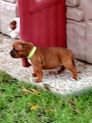 Les chiots de Staffordshire Bull Terrier