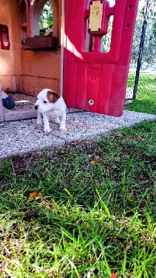 Les chiots de Staffordshire Bull Terrier