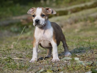 Les chiots de American Staffordshire Terrier