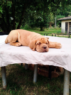 Les chiots de Dogue de Bordeaux