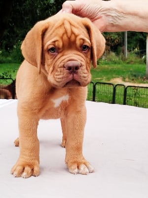 Les chiots de Dogue de Bordeaux