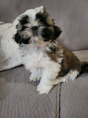 Les chiots de Shih Tzu