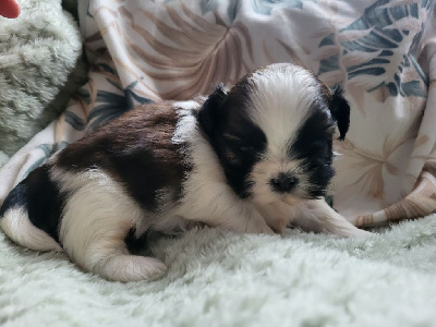 Les chiots de Shih Tzu