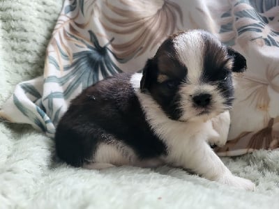 Les chiots de Shih Tzu