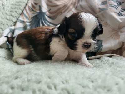 Les chiots de Shih Tzu