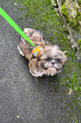 Les chiots de Shih Tzu