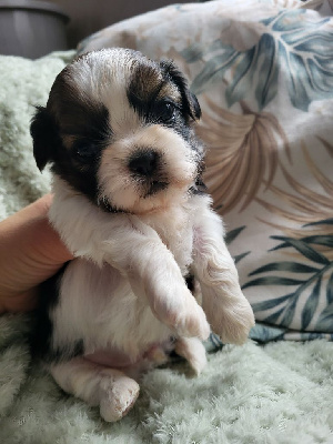 Les chiots de Shih Tzu