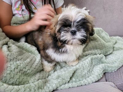 Shih Tzu