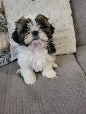 Les chiots de Shih Tzu