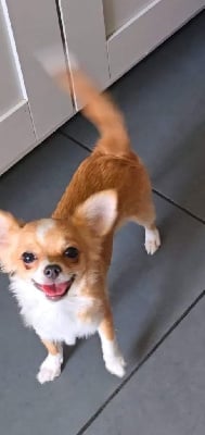 Les chiots de Chihuahua