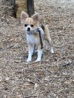 Les chiots de Chihuahua