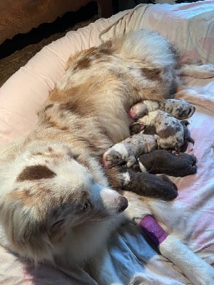 Les chiots de Berger Australien