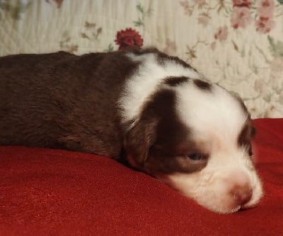 Les chiots de Berger Australien