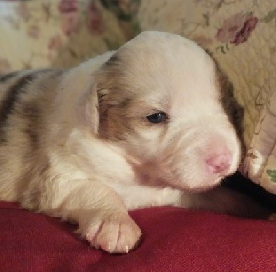 Les chiots de Berger Australien