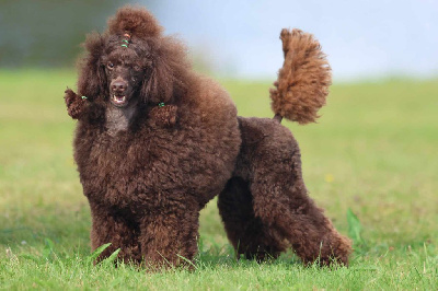 Étalon Caniche - Un calin des cerbois de la cheneveyre