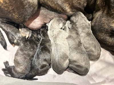 Les chiots de Cane Corso