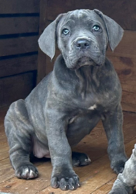 Les chiots de Cane Corso